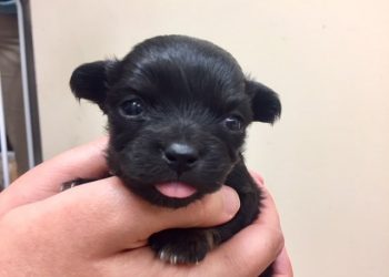 Springboard West to showcase music, bands in Ocean Beach