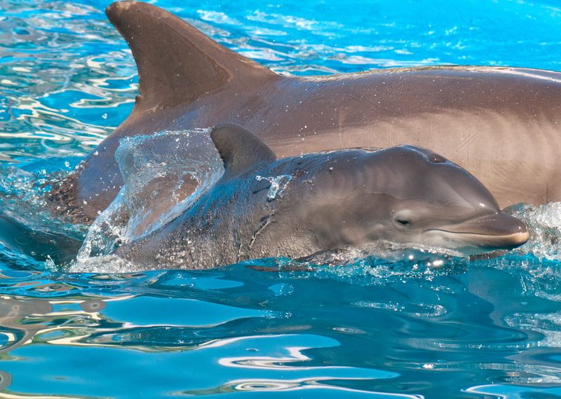 SeaWorld celebrates birth of its fifth dolphin locally