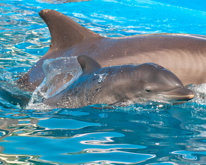 SeaWorld celebrates birth of its fifth dolphin locally