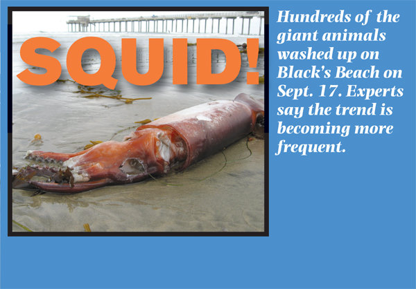 Squid: hundreds of the giant animals washed up on La Jolla's beaches