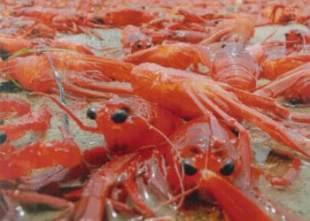 Pacific Beach neighborhoods experiencing bad sewer odors