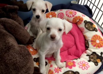 To the Point goes healthy and international