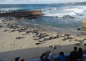 Children's Pool closes for La Jolla harbor seal's pupping season