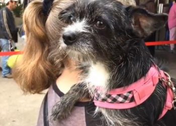 ‘Paw It Forward’ with coats, sweaters for pets of homeless