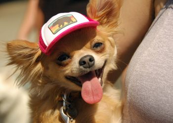 SD Humane Society, DA’s Office ask community to look out for animal abuse