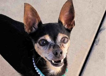 LJ Parks and Beaches discuss fall events, Children’s Pool history at August meeting