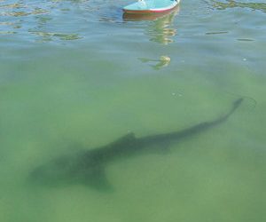 Surf’s up for Luau and Longboard Invitational