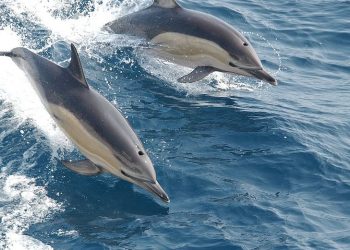 Math guru, musical magician enraptures students