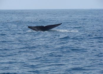 Fit Saavy: No gain if you overtrain