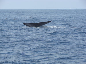 Hair salon doubles as silk showroom