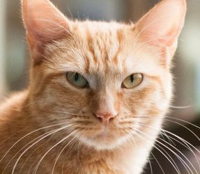 San Diego Diplomacy Council’s signature event