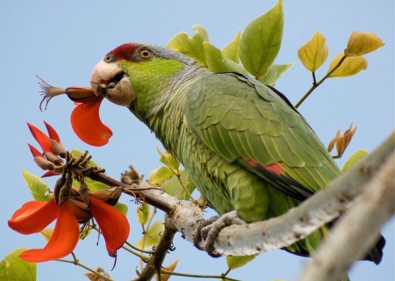 OB wild parrot shootings have residents bewildered