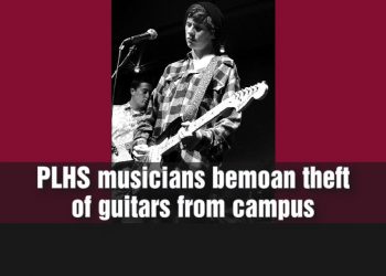 Noisy, but beautifully exotic wild parrots call San Diego home