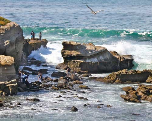 La Jolla's 2013 calendar is here