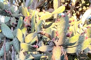 close up of a very large, old prickly pear cactus with dozens of tuna fruits in allen canyon, photo by cynthia g. robertson