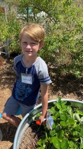 jackson buell harvests fresh strawberries from sessions elementary school’s garden during his five week afternoon garden adventures summer camp.