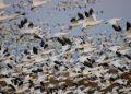 snow goose by peter thomas andrew
