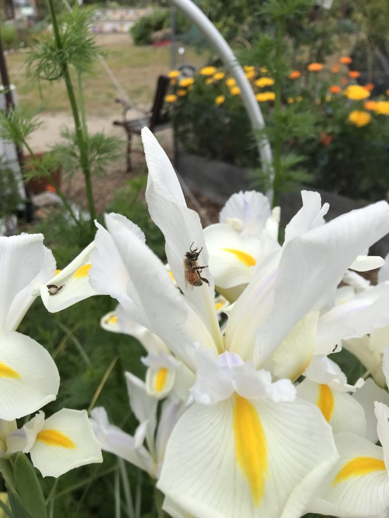 iris and bee