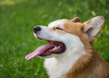 dog 6394502 1280
