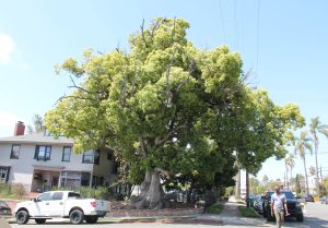 happy tree walk